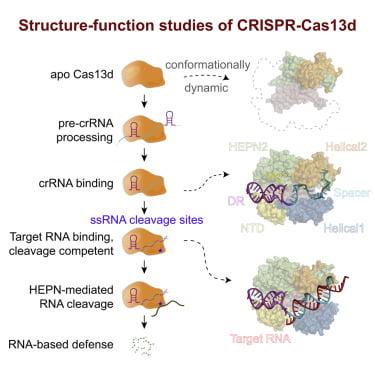 Salk Institute Discovered An Rna Editing Tool 1 Crispr-Cas13B