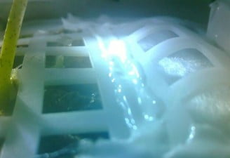 a plant sprouted on moon lander