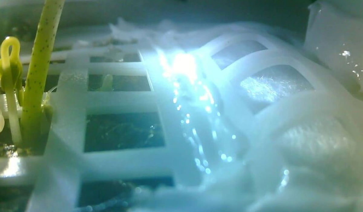 Sad News: The Moon Plants Are Dead 1 A Plant Sprouted On Moon Lander