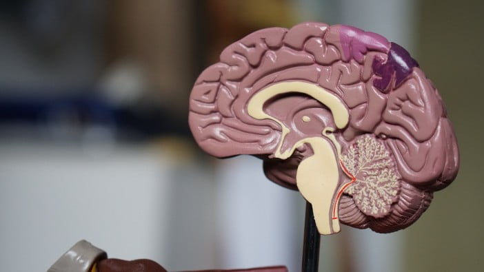 How Safe Is Vaping: Main Health Threats 2 A Dummy Brain For Biology Lab
