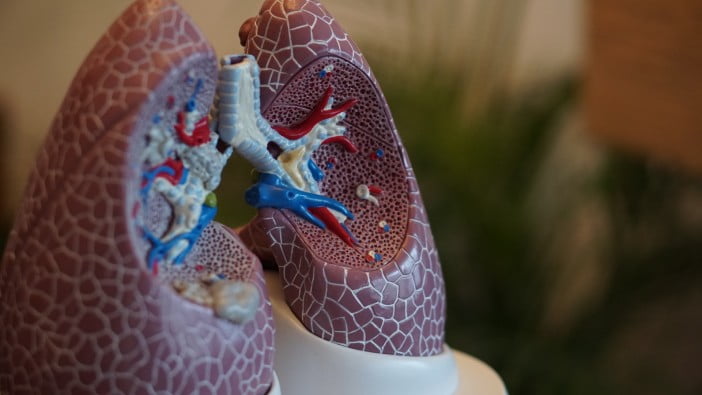 How Safe Is Vaping: Main Health Threats 3 A Dummy Lung For Biology Lab