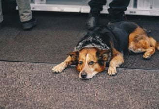 A photo of a sad dog